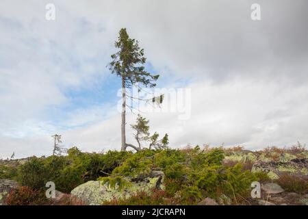 Old Tjikko est une épinette de Norvège de 9 550 ans (Picea abies). À l'origine, le vieux Tjikko s'est fait connaître comme « l'arbre le plus ancien du monde ». C'est, cependant, un arbre clonal qui a régénéré de nouveaux troncs, branches et racines pendant des millénaires plutôt qu'un arbre individuel de grand âge. Dlarna, Suède Banque D'Images