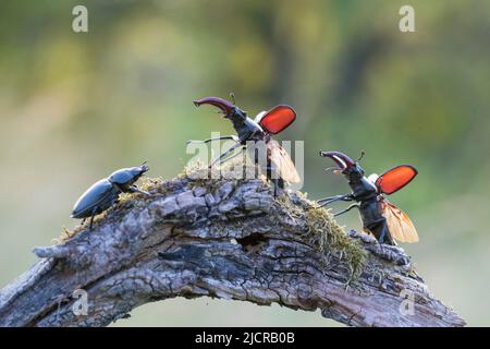 European Stag Beetle (Lucanus cervus). Deux mâles avec ailes étalées et une femelle sur une branche. Allemagne Banque D'Images