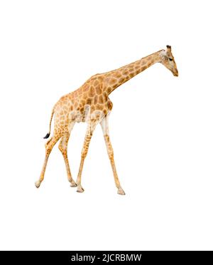 Girafe isolée sur fond blanc avec passe-cheveux Banque D'Images