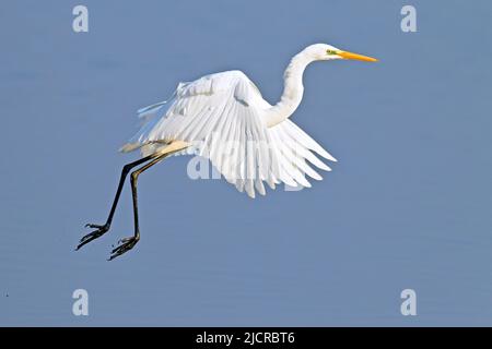 Grand Egret (Ardea alba). Adulte en hauteur. Allemagne Banque D'Images