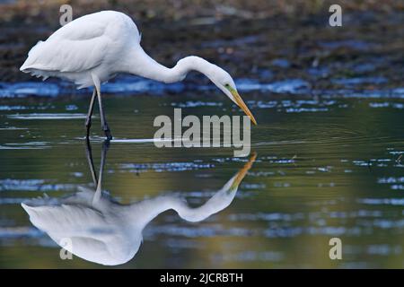 Grand Egret blanc (Ardea alba). Alimentation adulte en eau peu profonde. Allemagne Banque D'Images