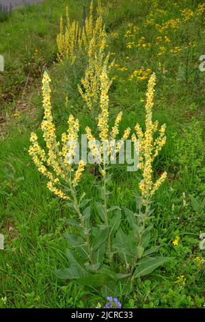 Mullein foncé (verbascum nigrum). Les plantes à fleurs sont proches les unes des autres. Allemagne Banque D'Images
