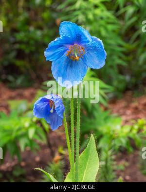 Le coquelicot bleu fleurit avec des gouttes de pluie sur les pétales. Forme inhabituelle de la variété de jardin qui est difficile à cultiver Banque D'Images