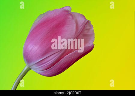 Une belle fleur de tulipe rose photographiée sur fond vert et jaune vif Banque D'Images