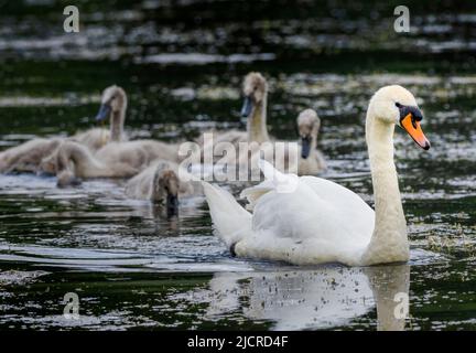 Belle Mute Swan (Cygnus olor) en posture classique avec ses cygnets Banque D'Images