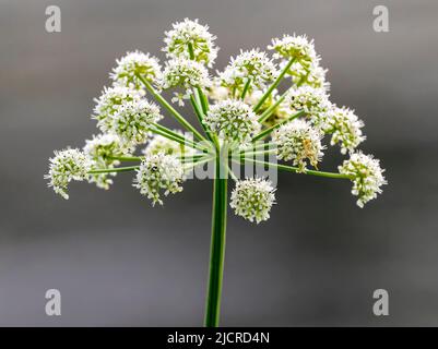 Une tête de fleur de persil de vache (Anthriscus sylvestris), photographiée sur un fond hors foyer Banque D'Images