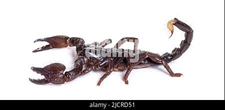 Vue latérale de l'empereur juvénile scorpion, Pandinus imperméable, isolé Banque D'Images