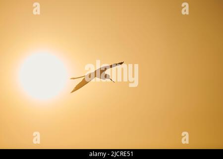 Stilt à ailes noires (Himantopus himantopus) en vol au lever du soleil. Espagne Banque D'Images