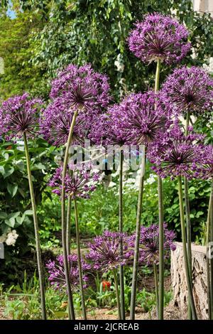 Grand oignon sphérique violet allium fleurs croissant lit de fleur. Banque D'Images