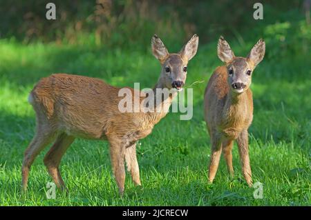 Cerf de Virginie (Capranolus capranolus). Deux juvéniles dans une prairie forestière en septembre. Autriche Banque D'Images