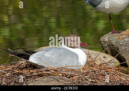 Le goéland à tête noire (Chericocephalus ridibundus) est un petit goéland qui se reproduit dans une grande partie du Paléarctique. Banque D'Images