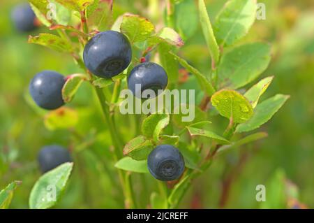 Bleuet européen (Vaccinium myrtillus), baies mûres sur plante. Autriche Banque D'Images