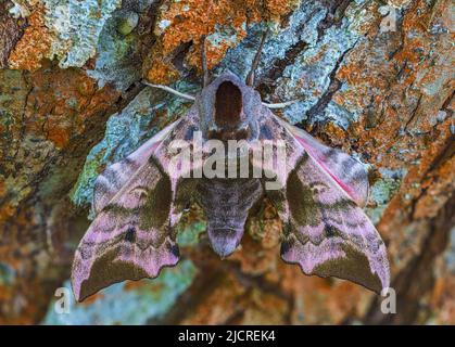 Le corps coloré de l'éperon de l'éperon - Smerinthus ocellatus Banque D'Images