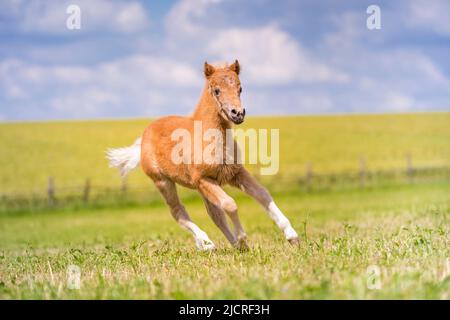 Poney classique allemand. Galopant fichement-foal dans un pré. Allemagne Banque D'Images