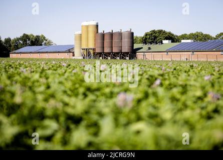 2022-06-15 09:37:16 HALDERBERGE - Un éleveur de porcs au travail parmi ses porcs dans l'écurie. La réduction de moitié des émissions d'azote entraînera des changements majeurs dans les régions. Aussi, pour Noord-Brabant, la province qui produit les plus fortes émissions d'azote, il y a un énorme travail à accomplir. ANP JEFFREY GROENEWEG pays-bas hors - belgique hors Banque D'Images