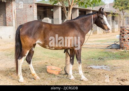 Sindhi Horse. Mare debout, vue de côté. Inde. Banque D'Images