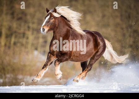 ColdBlood d'Allemagne du Sud. La gélification des châtaignes galling sur la neige. Allemagne. Banque D'Images