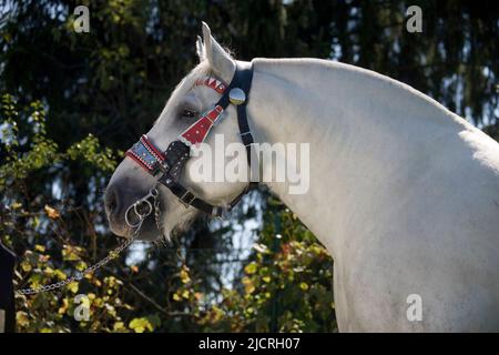 Cheval Percheron. Portrait de la gélification grise avec fixation. Allemagne Banque D'Images
