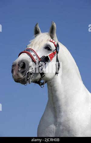 Cheval Percheron. Portrait de la gélification grise avec fixation. Allemagne Banque D'Images