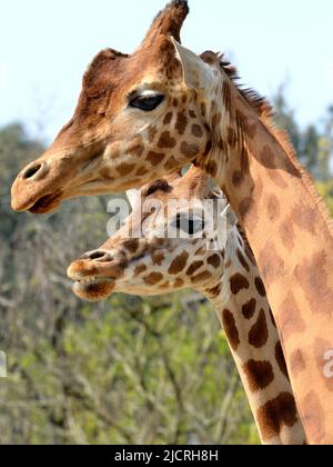 Libre de deux girafes (Giraffa camelopardalis) Banque D'Images