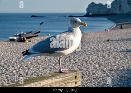 Gros plan Goéland argenté (Larus argentatus) perché sur une clôture en bois et la plage de galets d'Etretat en Normandie en France Banque D'Images