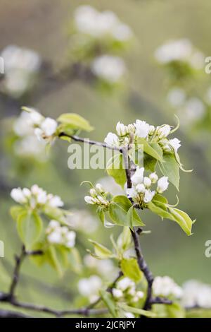 Un magnifique arbre de poire en fleur. Fleurs et bourgeons blancs. Printemps fleur de fond Banque D'Images