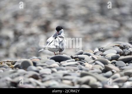 Vue rapprochée de l'arrière de la Sterne arctique (Sterna paradisaea) se tenant sur la plage de Pebble au soleil avec la tête en face pendant la préparation sur l'île de Man en mai Banque D'Images