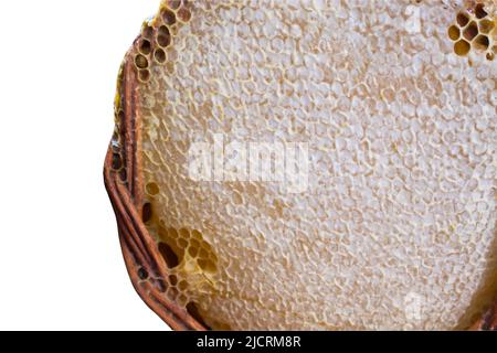 Nid d'abeille de ruche d'abeille remplie de miel, thème de produit biologique Banque D'Images