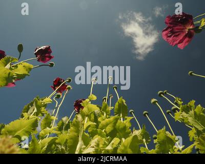 Les coquelicots orientaux de couleur prune (papaver) atteignent un ciel bleu profond avec des nuages clairs et moelleux. Banque D'Images