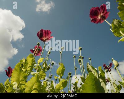 Les coquelicots orientaux de couleur prune (papaver) atteignent un ciel bleu profond avec des nuages clairs et moelleux. Banque D'Images