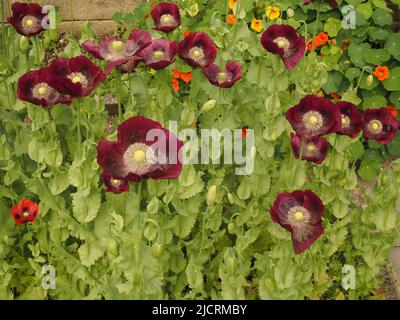 Les coquelicots orientaux de couleur prune, scarlet ou pourpre (papaver) qui se sont auto-semés dans un jardin anglais resauvage, avec du nasturtium orange (Tropaeolum). Banque D'Images