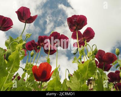 Les coquelicots orientaux (papaver) de couleur prune, scarlet ou pourpre qui se sont épérés dans un jardin anglais refané un ciel bleu avec des nuages blancs. Banque D'Images