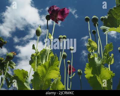 Les coquelicots orientaux de couleur prune (papaver) atteignent un ciel bleu profond avec des nuages clairs et moelleux. Banque D'Images