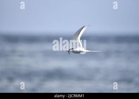 Sterne arctique (Sterna paradisaea) volant de droite à gauche, portant un anguille dans son bec, contre un ciel bleu et un fond marin lors d'une journée ensoleillée, au Royaume-Uni au printemps Banque D'Images