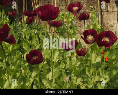 Les coquelicots orientaux de couleur prune, scarlet ou pourpre qui ont épéré dans un jardin anglais refané. Banque D'Images