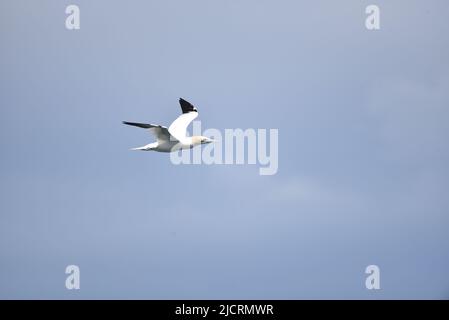 Gannet du Nord (Morus bassanus( volant de gauche à droite contre un ciel bleu avec des ailes sur l'île de Man, Royaume-Uni en mai Banque D'Images