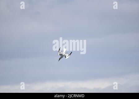 Plongée Gannet du Nord (Morus bassanus) descendre avec une queue ensoleillée et le dessous des ailes contre un ciel bleu, sur l'île de Man, Royaume-Uni en mai Banque D'Images