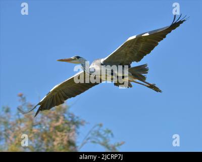 Gros plan du héron gris (Ardea cinerea) en vol vu de dessous sur fond bleu, en Camargue est une région naturelle en France Banque D'Images
