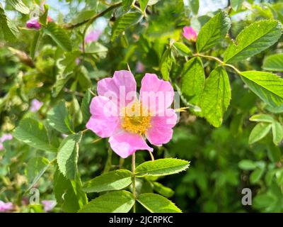 Fleur de rose de chien (Rosa canina) ou de rose rouge-brun (Rosa rubiginosa) en gros plan Banque D'Images