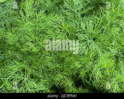 L'aneth (Amérique latine) est un genre monotypique de plantes herbacées annuelles de courte durée de vie de la famille des Parapluie Banque D'Images