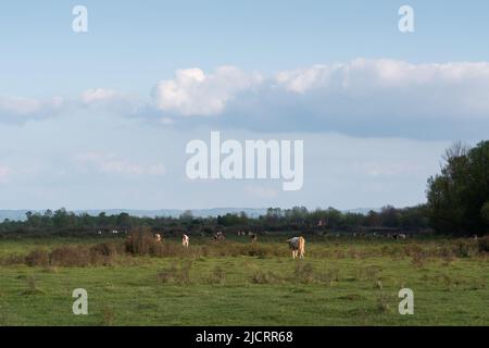 Bétail marchant hors de pâturage dans la tache solaire, troupeau de vaches domestiques sur le champ de plainfield ensoleillé et grands cumulus nuages dans le ciel, paysage rural avec les animaux dedans Banque D'Images