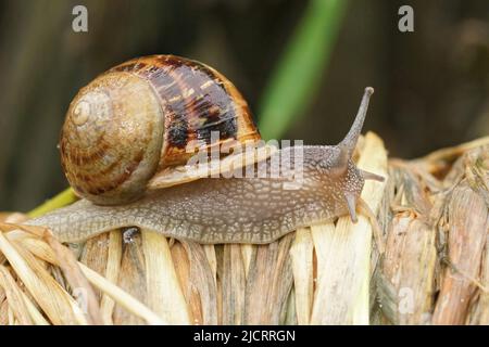 Gros plan sur un escargot de jardin commun mince, Cornu aspersum se déplaçant avec sa coquille sur le dos glissant sur l'herbe morte Banque D'Images