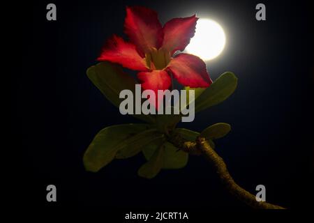 Sumedang, Java-Ouest, Indonésie. 15th juin 2022. La pleine Lune, connue sous le nom de la Strawberry Moon, s'élève derrière une fleur rouge à Sumedang, en Indonésie. Une super-lune Strawberry où la lune est à son point le plus proche de la terre, apparaissant 14% plus grand et 30% plus lumineux. La super-lune de juin est communément connue sous le nom de la Strawberry Moon, nommée par les tribus amérindiennes pour les fraises récoltées en Amérique du Nord, selon l'almanac de l'agriculteur. (Image de crédit : © Algi Febri Sugita/ZUMA Press Wire) Banque D'Images