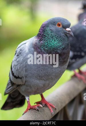 Portrait d'un pigeon sauvage urbain dans le parc sur fond d'herbe verte. Vue verticale Banque D'Images