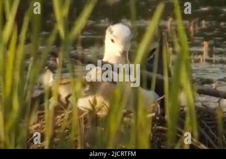 MEILLEURE QUALITÉ DISPONIBLE sans date de capture vidéo émise par le Yorkshire Wildlife Trust de rares poussins à pilotis à ailes noires qui ont éclos dans une réserve du Yorkshire dans ce qui est considéré comme le succès de reproduction le plus au nord pour l'oiseau. Date de la photo: Mercredi 15 juin 2022. Banque D'Images