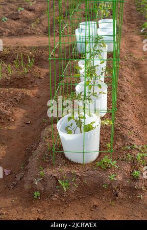 Jeunes plants de tomates plantés avec une protection de printemps précoce d'un seau et avec le support d'une cage de fil. Banque D'Images