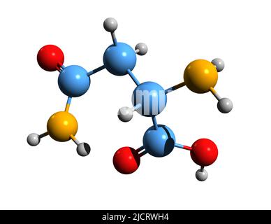 3D image de la formule squelettique de l'asparagine - structure chimique moléculaire de l'acide aminé aminocarbamoylpropanoïque isolé sur fond blanc Banque D'Images