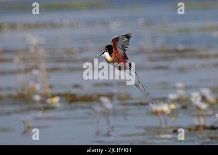 La Jacana africaine décale sur la rivière Chobe Botswana Banque D'Images