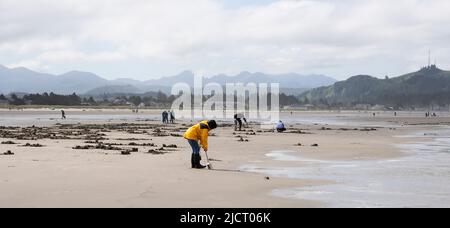 Femme en imperméable jaune creuse des palourdes de rasoir sur l'océan Pacifique Banque D'Images