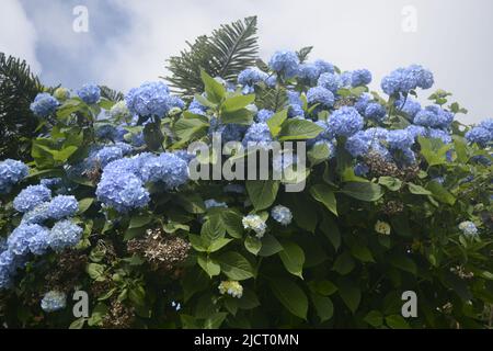 Belles fleurs fleuries , fleur pour Wallpaer , nature pour fond d'écran, Low Cost stock photo Banque D'Images